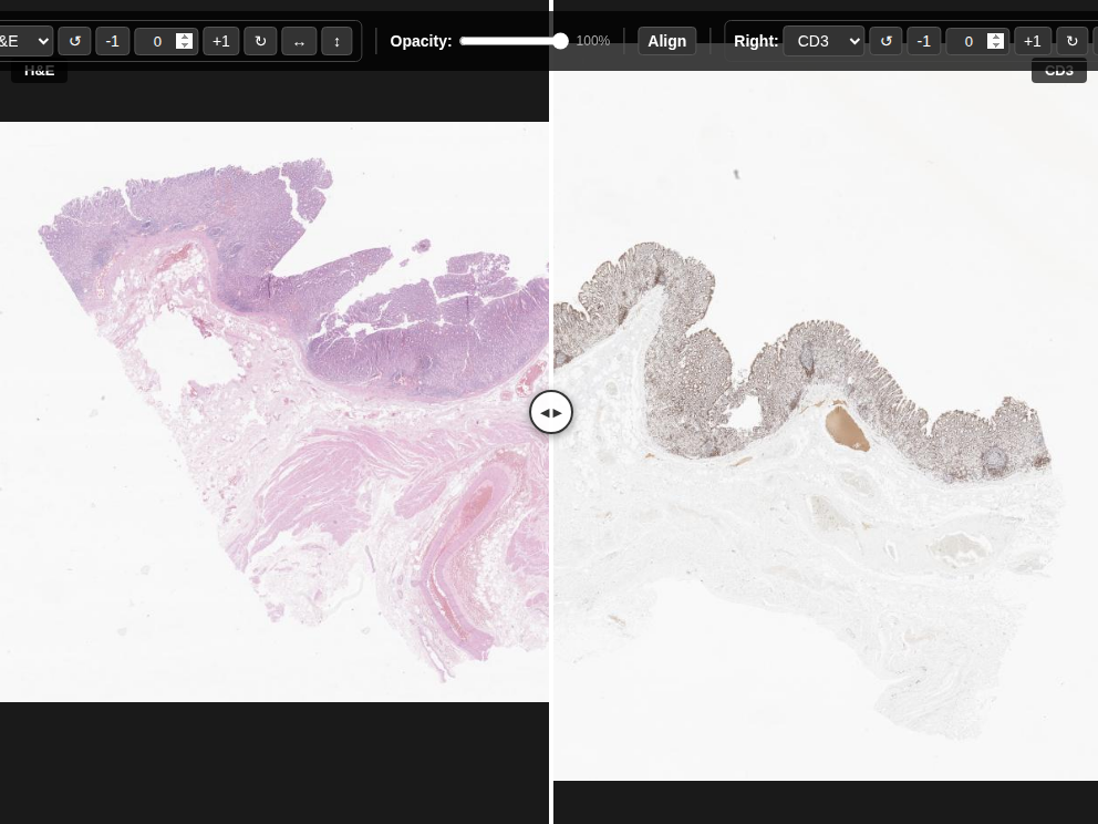 Click for Full Screen WSI